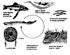 lamprey life cycle