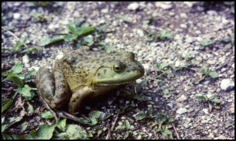 Bullfrog