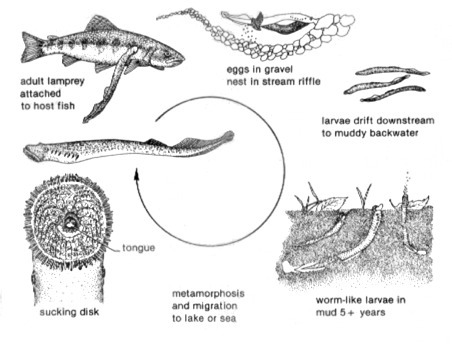 fish facts natural resources information management program odfw fish facts 452x352